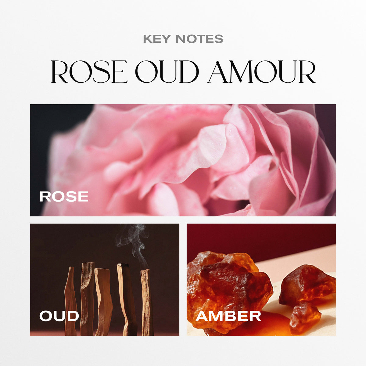 Rose Oud Amour